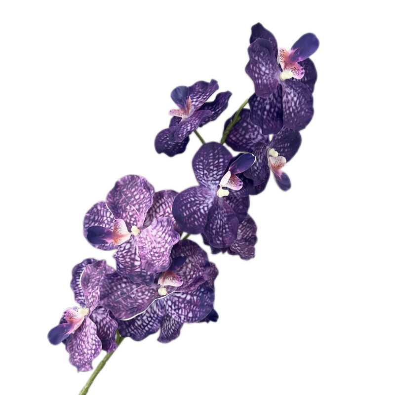 胡姬兰 · 深紫色胡姬兰