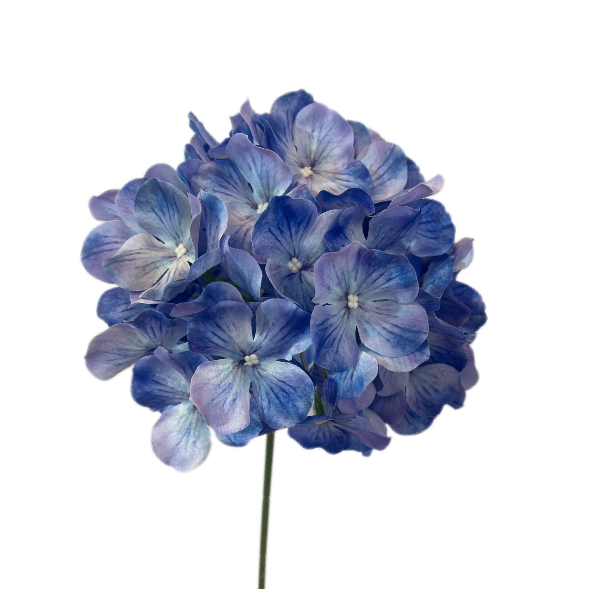 花园绣球 · 蓝紫色花园绣球