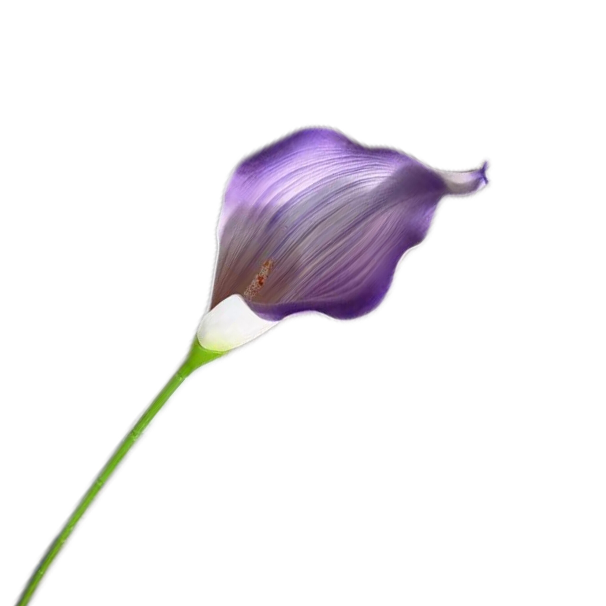马蹄莲 · 紫色马蹄莲